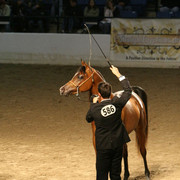 2009 Egyptian Event - Thursday