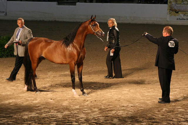 2009 Egyptian Event - Thursday