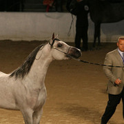 2009 Egyptian Event - Thursday