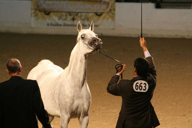 2009 Egyptian Event - Thursday