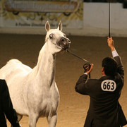 2009 Egyptian Event - Thursday