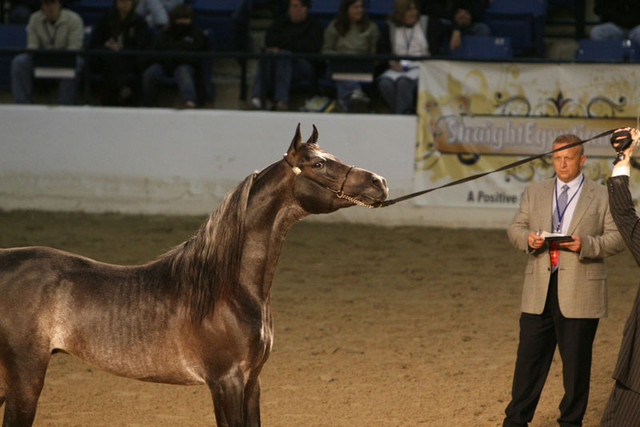 2009 Egyptian Event - Thursday