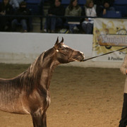 2009 Egyptian Event - Thursday