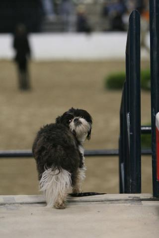 2009 Egyptian Event - Thursday