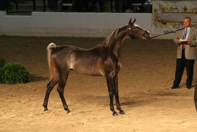 2009 Egyptian Event - Thursday