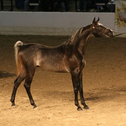 2009 Egyptian Event - Thursday