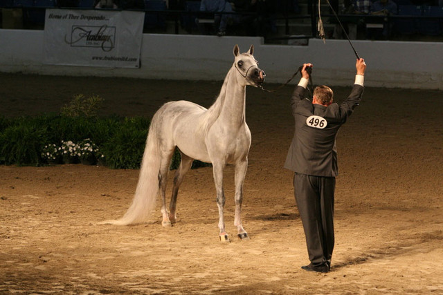 2009 Egyptian Event - Thursday