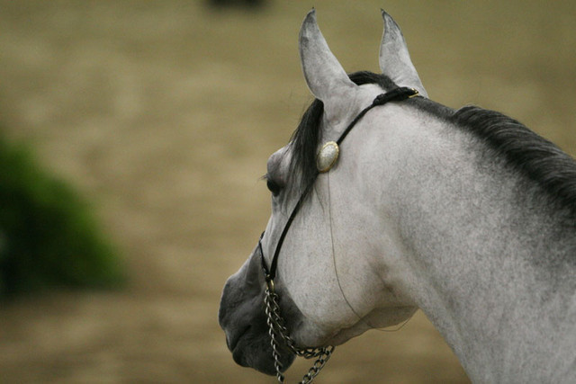 2009 Egyptian Event - Thursday