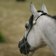 2009 Egyptian Event - Thursday