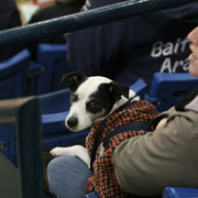 2009 Egyptian Event - Thursday