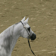 2009 Egyptian Event - Thursday