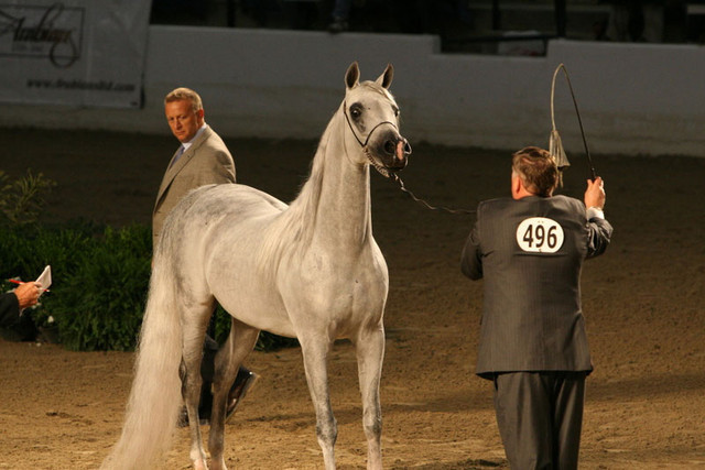 2009 Egyptian Event - Thursday