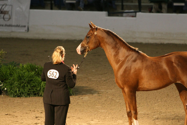 2009 Egyptian Event - Thursday