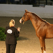 2009 Egyptian Event - Thursday