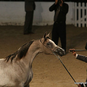 2009 Egyptian Event - Friday