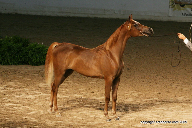 2009 Egyptian Event - Friday