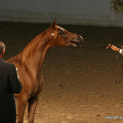 2009 Egyptian Event - Friday