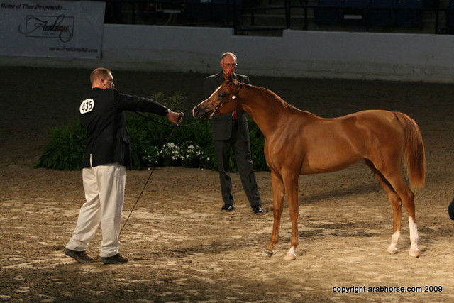 2009 Egyptian Event - Friday