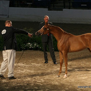 2009 Egyptian Event - Friday