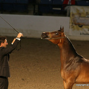 2009 Egyptian Event - Friday