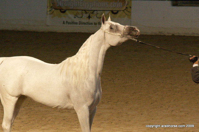 2009 Egyptian Event - Friday