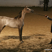 2009 Egyptian Event - Friday