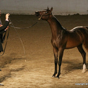 2009 Egyptian Event - Friday