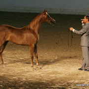 2009 Egyptian Event - Friday