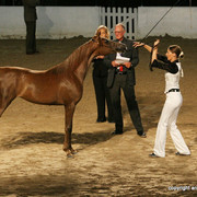 2009 Egyptian Event - Friday