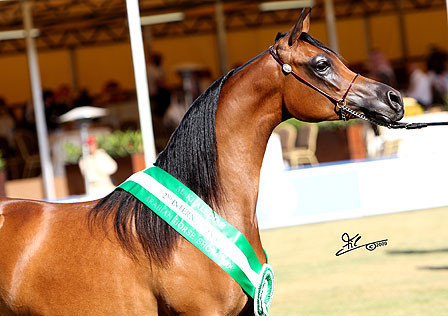 Najdah Al Zobair - Champion Filly