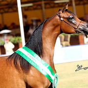 Najdah Al Zobair - Champion Filly