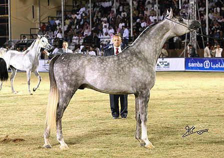 Kabsztad - Reserve Champion Colt