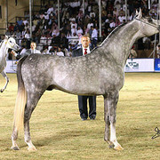 Kabsztad - Reserve Champion Colt
