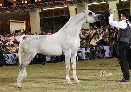 Om El Extream - Reserve Champion Stallion