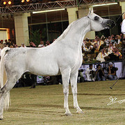 Om El Extream - Reserve Champion Stallion