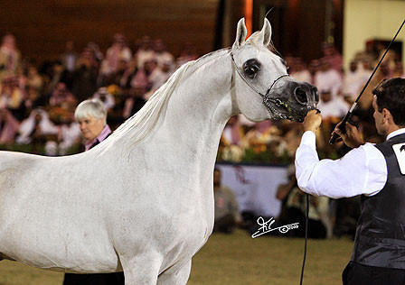 Om El Extream - Reserve Champion Stallion