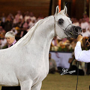Om El Extream - Reserve Champion Stallion