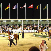 Al Khalediah Arabian Horse Festival - January 2009
