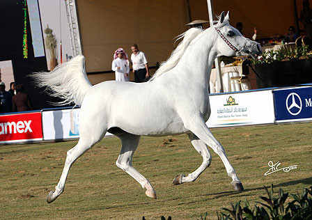 Kharelle - Reserve Champion Mare