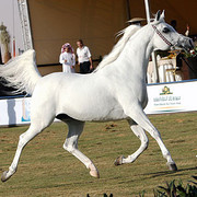 Kharelle - Reserve Champion Mare