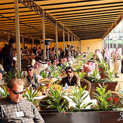 Al Khalediah Arabian Horse Festival - January 2009