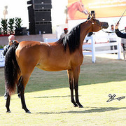 Najdah Al Zobair - Champion Filly - Al Khalediah Arabian Horse Festival - January 2009
