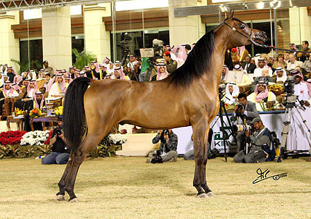 Maharaja - Champion Colt - Al Khalediah Arabian Horse Festival - January 2009