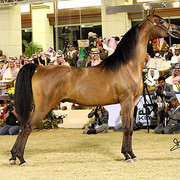 Maharaja - Champion Colt - Al Khalediah Arabian Horse Festival - January 2009