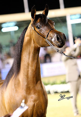Maharaja - Champion Colt - Al Khalediah Arabian Horse Festival - January 2009