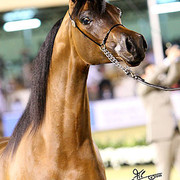 Maharaja - Champion Colt - Al Khalediah Arabian Horse Festival - January 2009
