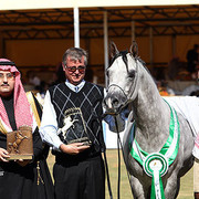 Kabsztad - Reserve Champion Colt