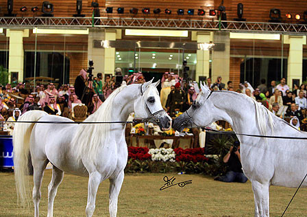 Imperial Baarez - Champion Stallion and Om El Extream - Reserve Champion Stallion
