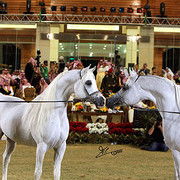 Imperial Baarez - Champion Stallion and Om El Extream - Reserve Champion Stallion