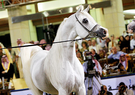 Imperial Baarez - Champion Stallion - Al Khalediah Arabian Horse Festival - January 2009